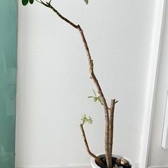観葉植物　譲ります