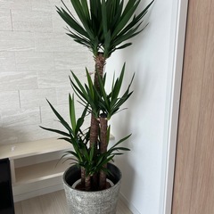 観葉植物