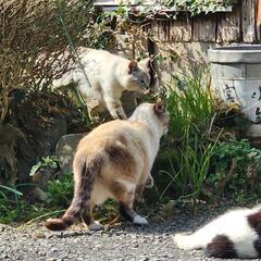 ラグドール風　ブルーアイ　ハチワレ - 猫