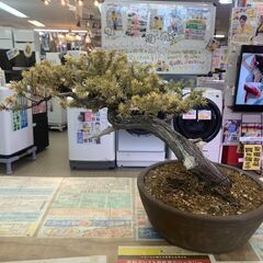 杜松の中古が安い!激安で譲ります・無料であげます|ジモティー 杜松の中古が安い!激安で譲ります・無料であげます|ジモティー