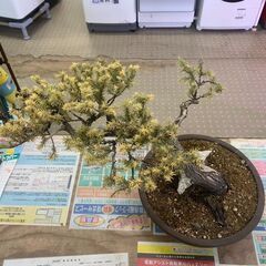 盆栽 杜松/BONSAIの画像