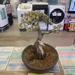 盆栽 杜松/BONSAIの画像