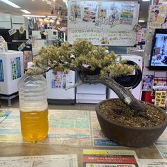盆栽 杜松/BONSAIの画像