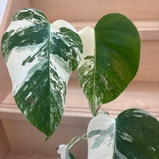 斑入りモンステラ　観葉植物