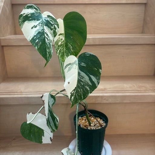 斑入りモンステラ　観葉植物