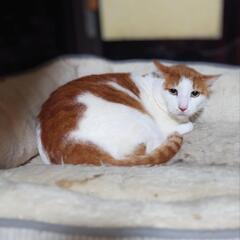 寝て、食べて、お腹がポチャポチャしたおっさん猫