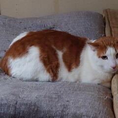 寝て、食べて、お腹がポチャポチャしたおっさん猫 - 秦野市