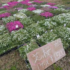 【激安】芝桜バイキング