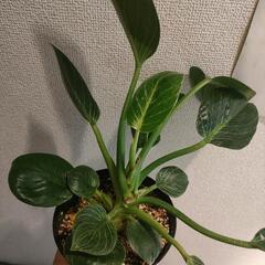 インテリア　観葉植物　フィロデンドロン　バーキン　5号の画像