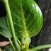 ランキングキーワードに紐づく投稿画像-観葉植物