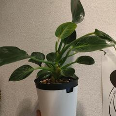 インテリア　観葉植物　フィロデンドロン　バーキン　5号の画像