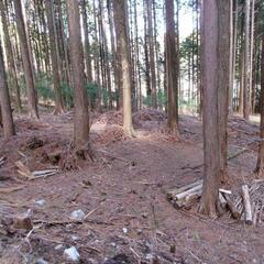 【個人向け】新城市作手・キャンプサイト(山林)年貸しします。 1区画500坪 − 愛知県