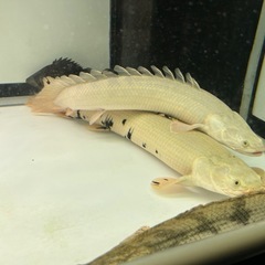 熱帯魚　ポリプテルス