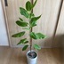 ランキングキーワードに紐づく投稿画像-観葉植物
