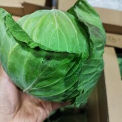 キャベツ　激安い　1箱　500円
