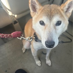 紀州犬系 雑種 黒 オス 生後2ヶ月の子犬です。 (youkai) 多治見