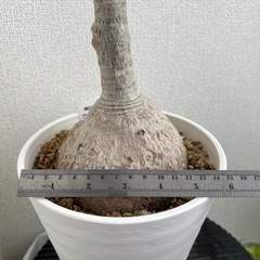 とっくりラン　ノリナ　鉢ごとの画像
