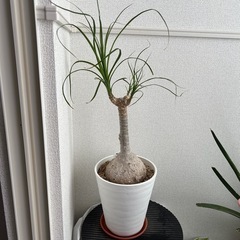 とっくりラン　ノリナ　鉢ごとの画像