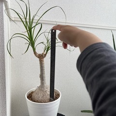 とっくりラン　ノリナ　鉢ごとの画像