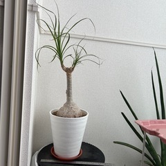 とっくりラン　ノリナ　鉢ごと