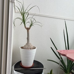 とっくりラン　ノリナ　鉢ごとの画像