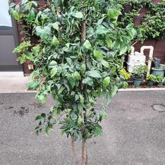 ベンジャミン（造花、人工植木）