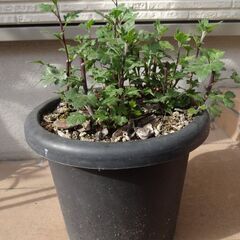 鉢植えの菊【取引終了】