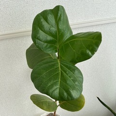 ココロバ　シーグレープ　鉢ごとの画像