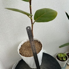 ココロバ　シーグレープ　鉢ごとの画像