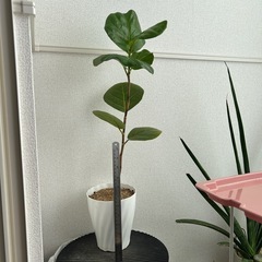 ココロバ　シーグレープ　鉢ごとの画像