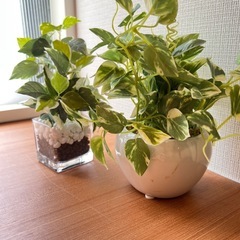 ニトリ人工観葉植物2点セット