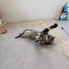 事故にあってしまった膝くん。 - 猫