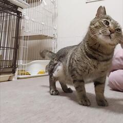 事故にあってしまった膝くん。 - ふじみ野市