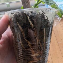 いちじく　イチジク　ルージュボルドー　挿し木苗　発根済の画像