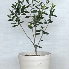 オリーブ　全高82cmの画像