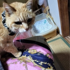 老猫の里親を探しております。