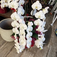 胡蝶蘭　花が揃ってないもの