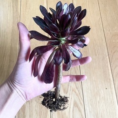 多肉植物 黒法師① の画像