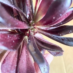 多肉植物 黒法師① の画像