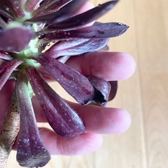多肉植物 黒法師① の画像
