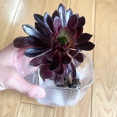 多肉植物 黒法師① の画像