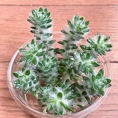 多肉　ウェルデルマニー　カット