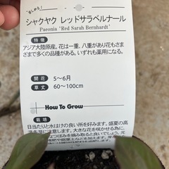 芍薬の画像