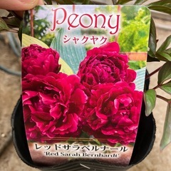 芍薬の画像