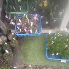 草花5点200円コーナーに沢山追加品出ししました。