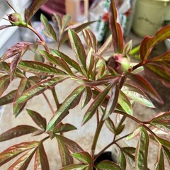 芍薬の画像