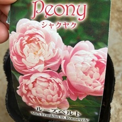 芍薬の画像