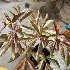 芍薬