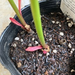 芍薬の画像