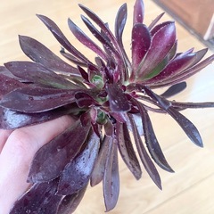 多肉植物 黒法師②の画像